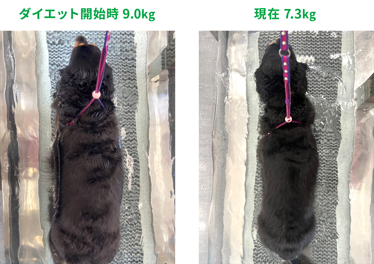 ダックスフンドのトニー君、ダイエット開始前、開始後比較写真