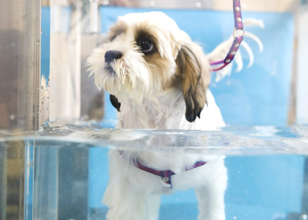 CANINE REHABILITATION 犬のリハビリテーション Amazon | Canine Rehabilitation and Physical Therapy | Millis