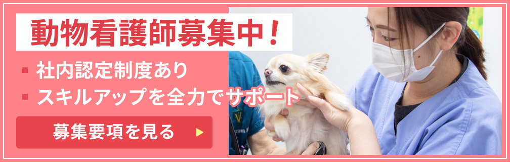 動物看護師募集要項